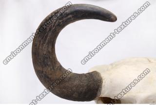 skull antler 0035